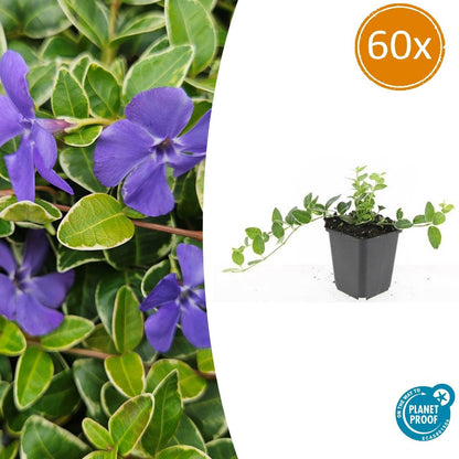 Buitenplant 60x Vinca minor 'Ralph Shugert' - Pot Ø 9cm Hoogte ↕ 10-25cm