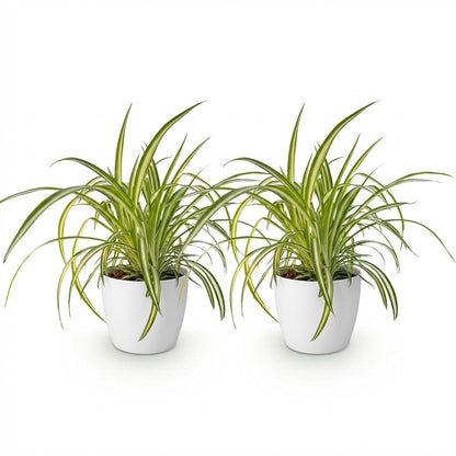 Kamerplant 2x Chlorophytum comosum Variegatum - Pot Ø 12cm Hoogte ↕ 20cm