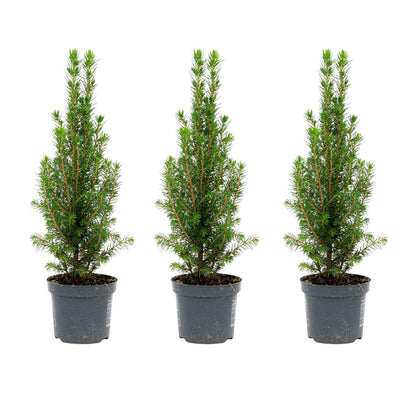 Buitenplant 3x Picea glauca Perfecta - Mini-Kerstboom - Pot Ø 9cm Hoogte ↕ 25-30cm