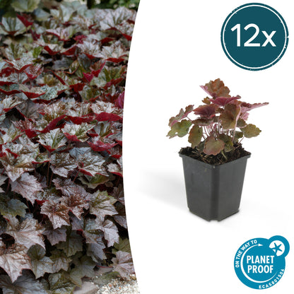 Buitenplant 12x Heuchera mic. 'Palace Purple' - Pot Ø 9cm Hoogte ↕ 10-25cm