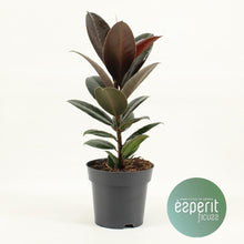 Kamerplant - Ficus Elastica Melany - Pot Ø 14cm Hoogte ↕ 45cm