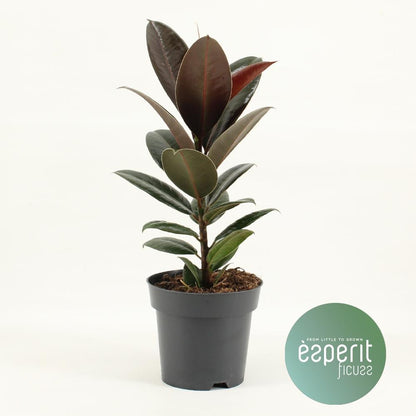 Kamerplant - Ficus Elastica Melany - Pot Ø 14cm Hoogte ↕ 45cm