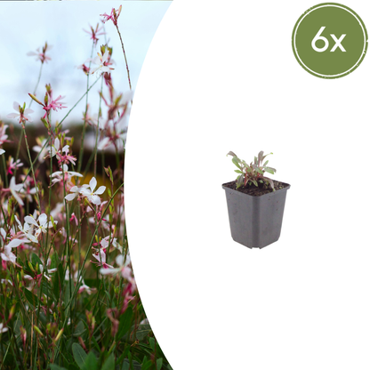Buitenplant 6x Gaura lindheimeri 'Siskiyou Pink' - Bloeiend - Pot Ø 9cm Hoogte ↕ 10-25cm