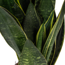 Kamerplant - Sansevieria Trifasciata Futura Black - Pot Ø 17cm Hoogte ↕ 45-55cm