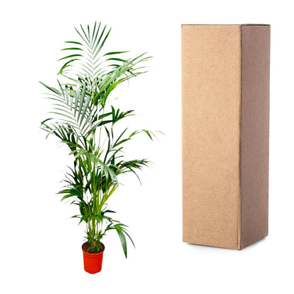 Kamerplant - Kentia Palm - XL - Pot Ø 24-30cm Hoogte ↕ 200cm