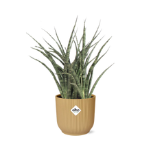 Kamerplant - Sansevieria Fernwood Punk - Pot Ø 14cm