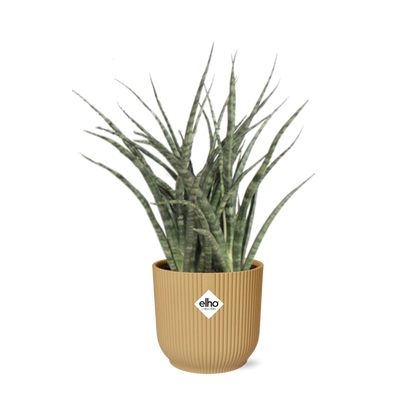 Kamerplant - Sansevieria Fernwood Punk - Pot Ø 14cm