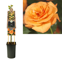 Buitenplant - Rosa 'Orange Climber' - Bloeiend - Pot Ø 17cm Hoogte ↕ 75cm