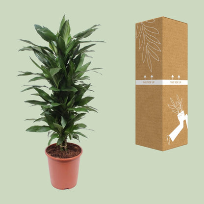 XL kamerplant - Dracaena Janet Lind - Pot Ø 27cm Hoogte ↕ 110cm