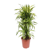 XL Kamerplant - Dracaena Lemon Lime - Pot Ø 27cm Hoogte ↕ 110cm