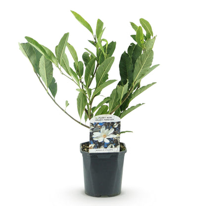Buitenplant - Magnolia Stellata - Bloeiend - Pot Ø 17cm Hoogte ↕ 45cm