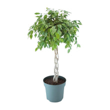 XL kamerplant - Ficus Safrana / Golden King Gevlochten - Pot Ø 27cm Hoogte ↕ 110cm