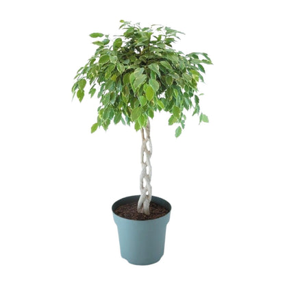 XL kamerplant - Ficus Safrana / Golden King Gevlochten - Pot Ø 27cm Hoogte ↕ 110cm