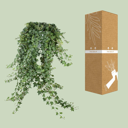 Kamerplant - Hedera Helix Pitsburg - Hangplant XXL - Pot Ø 24cm
