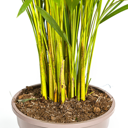Kamerplant - Dypsis Areca Lutescens - Pot Ø 24cm Hoogte ↕ 120-140cm