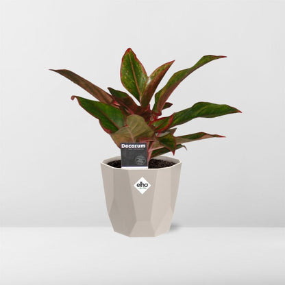 Kamerplant - Aglaonema Crete - Inclusief sierpot - Pot Ø 14cm