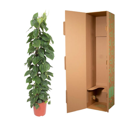 Kamerplant - Philodendron Scandens Gaasrek - Pot Ø 27cm Hoogte ↕ 150cm