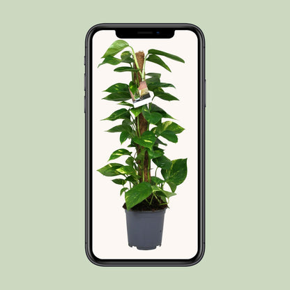 Kamerplant - Scindapsus Epipremnum - Pot Ø 19cm Hoogte ↕ 80cm