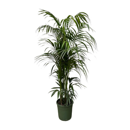 XL kamerplant - Kentia Palm - Pot Ø 38cm Hoogte ↕ 220cm