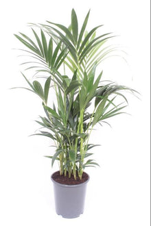 Kamerplant - Howea Forsteriana - Pot Ø 27cm Hoogte ↕ 120cm