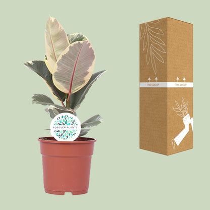 Kamerplant - Ficus Elastica Tineke - Pot Ø 17cm Hoogte ↕ 50cm