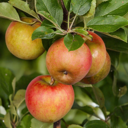 Buitenplant - Malus domestica Elstar - Fruitboom - Pot Ø 21cm Hoogte ↕ 90cm