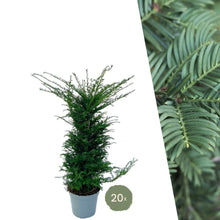 Buitenplant - Taxus Haagpakket 10 strekkende meter - Pot 12L Hoogte ↕ 100-125cm