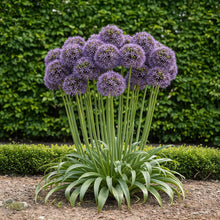 Buitenplant 5x Allium Gladiator - Bloeiend - Bolmaat 16/18