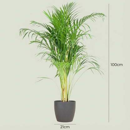 Kamerplant - Areca Palm (Dypsis) inclusief Sierpot - Pot Ø 21cm Hoogte ↕ 100cm