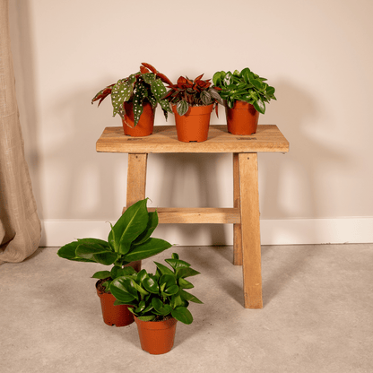 Kamerplant 5x Verrassingsbox - Pot Ø 12cm Hoogte ↕ 25cm