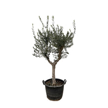 XL plant - Olea Europaea 'Cultivo' - Pot Ø 45cm Hoogte ↕ 230cm
