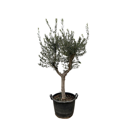 XL plant - Olea Europaea 'Cultivo' - Pot Ø 45cm Hoogte ↕ 230cm