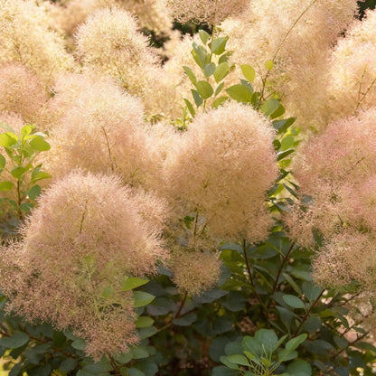 Buitenplant 3x Cotinus coggygria 'Young Lady' - Pot Ø 12cm Hoogte ↕ 35cm
