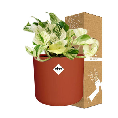 Kamerplant - Epipremnum Pinnatum Happy Leaf - Pot Ø 14cm