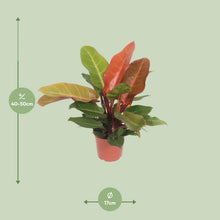 Kamerplant - Philodendron Prince of Orange - Pot Ø 17cm Hoogte ↕ 45cm