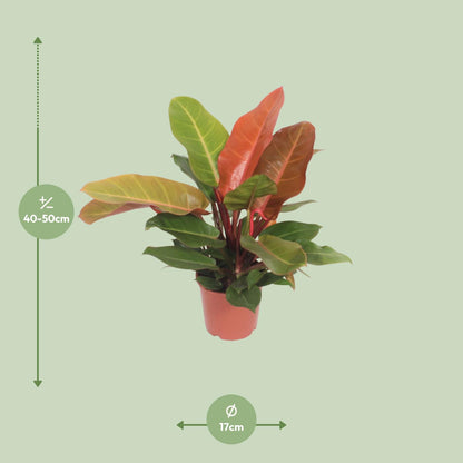Kamerplant - Philodendron Prince of Orange - Pot Ø 17cm Hoogte ↕ 45cm