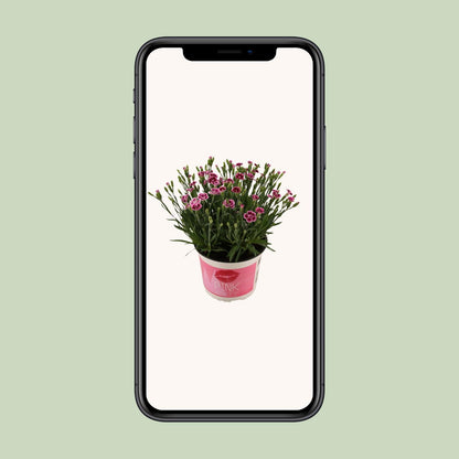 Buitenplant - Dianthus 'Pink Kisses' - Bloeiend - Pot Ø 17cm Hoogte ↕ 40cm