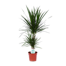 Kamerplant - Dracaena Marginata - Pot Ø 17cm Hoogte ↕ 75cm