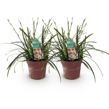 Buitenplant 2x Carex oshimensis Intense Green - Bladhoudend - Pot Ø 17cm Hoogte ↕ 50cm