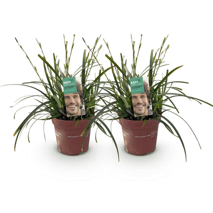 Buitenplant 2x Carex oshimensis Intense Green - Bladhoudend - Pot Ø 17cm Hoogte ↕ 50cm
