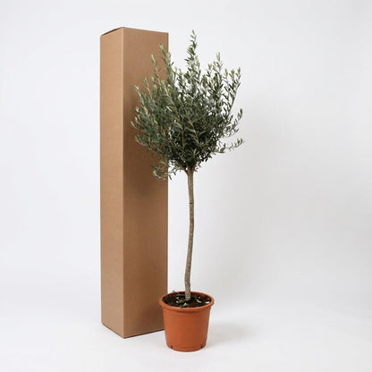 XL plant - Olea europaea op stam - Pot Ø 24cm Hoogte ↕ 160cm
