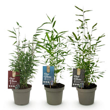 Buitenplant 3x Fargesia Dragon Tricolour - Bladhoudend, Niet Woekerend - Pot Ø 14cm Hoogte ↕ 35cm
