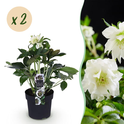 Buitenplant 2x Helleborus orientalis 'Double Ellen White' - Groenblijvend - Pot Ø 14cm Hoogte ↕ 35cm