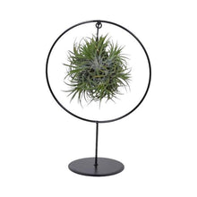 Kamerplant - Tillandsia Ring Mix (Medium) - Pot Ø 17cm Hoogte ↕ 30cm