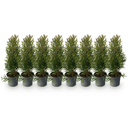 Buitenplant 8x Thuja occidentalis 'Smaragd' - Groenblijvend - Pot Ø 9cm Hoogte ↕ 30-35cm