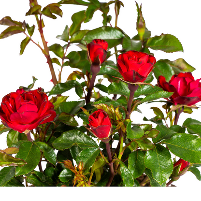Buitenplant - Rosa Zepeti - Bloeiend - Pot Ø 19cm Hoogte ↕ 35-40cm