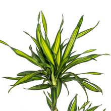 Kamerplant - Dracaena Deremensis Rikki - Pot Ø 19cm Hoogte ↕ 70-90cm