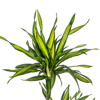 Kamerplant - Dracaena Deremensis Rikki - Pot Ø 19cm Hoogte ↕ 70-90cm