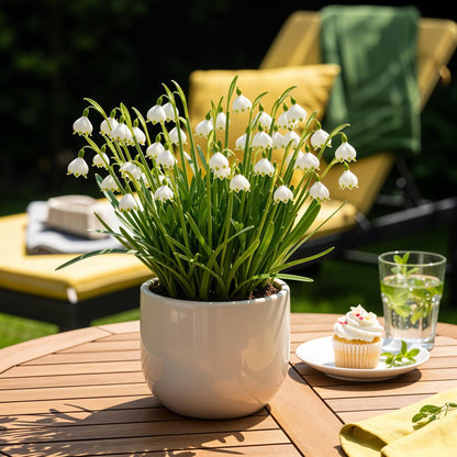 Buitenplant 20x Leucojum Aestivum - Bloembollen Wit - Bolmaat 8/9