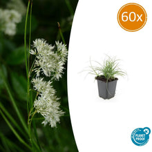 Buitenplant 60x Luzula nivea - Pot Ø 9cm Hoogte ↕ 10-25cm
